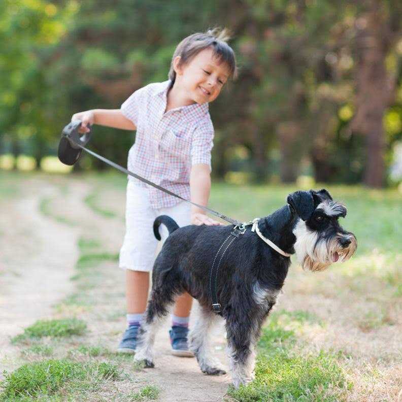 Retractable Dog Leash S241823