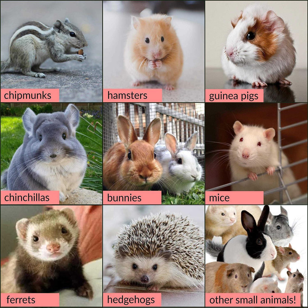 Guinea Pig Lawn A9627