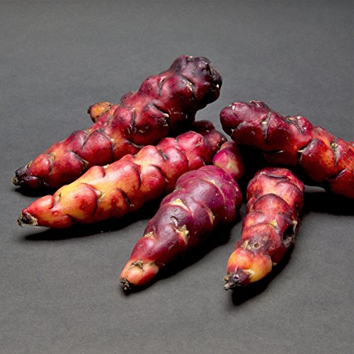20 pack Oxalis Triangularis Plant Bulbs E8769