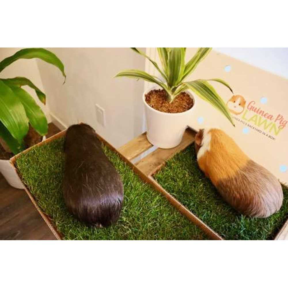 Guinea Pig Lawn A9627