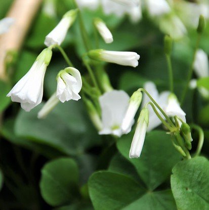 20 pack Oxalis Triangularis Plant Bulbs E8769