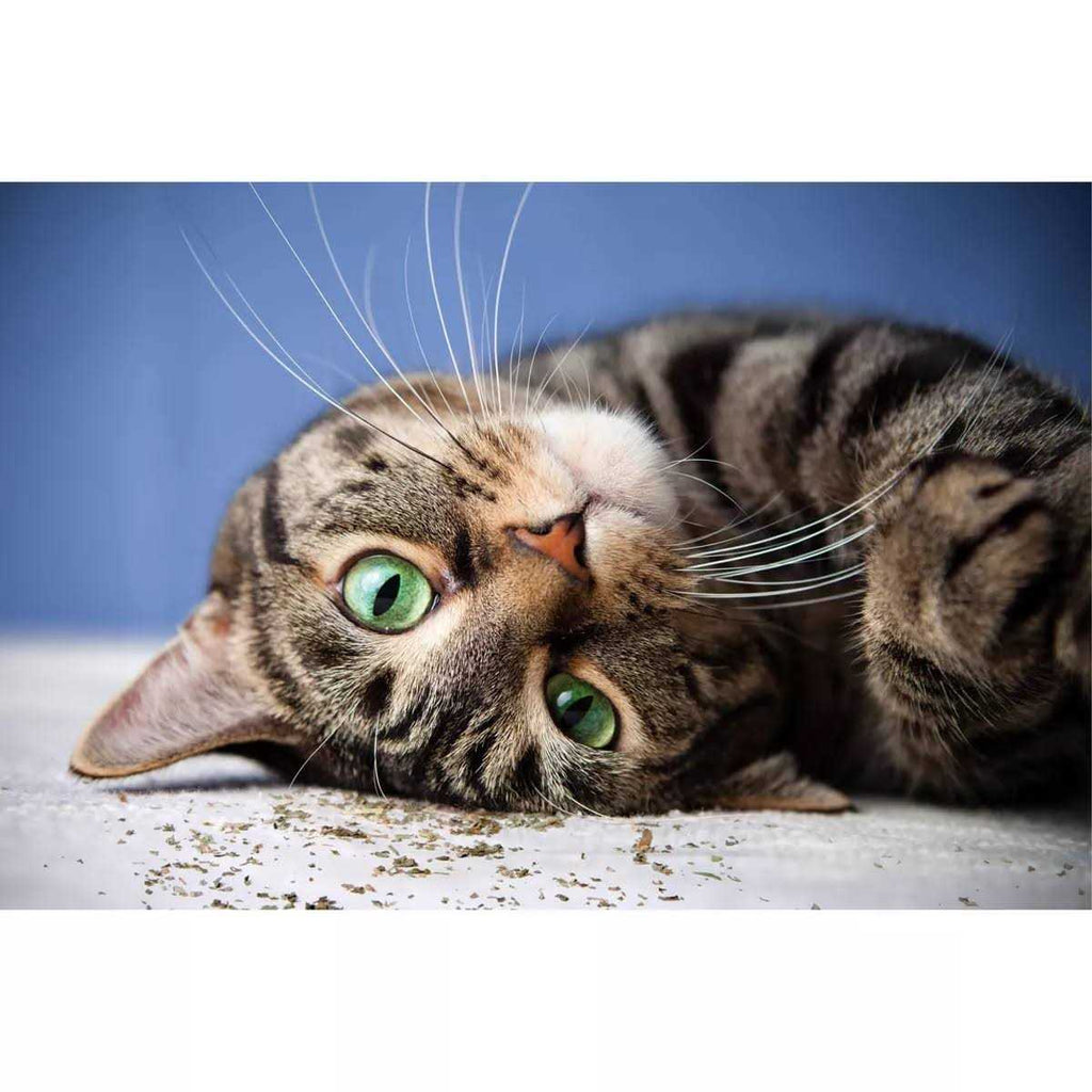 Catnip with Silvervine U951