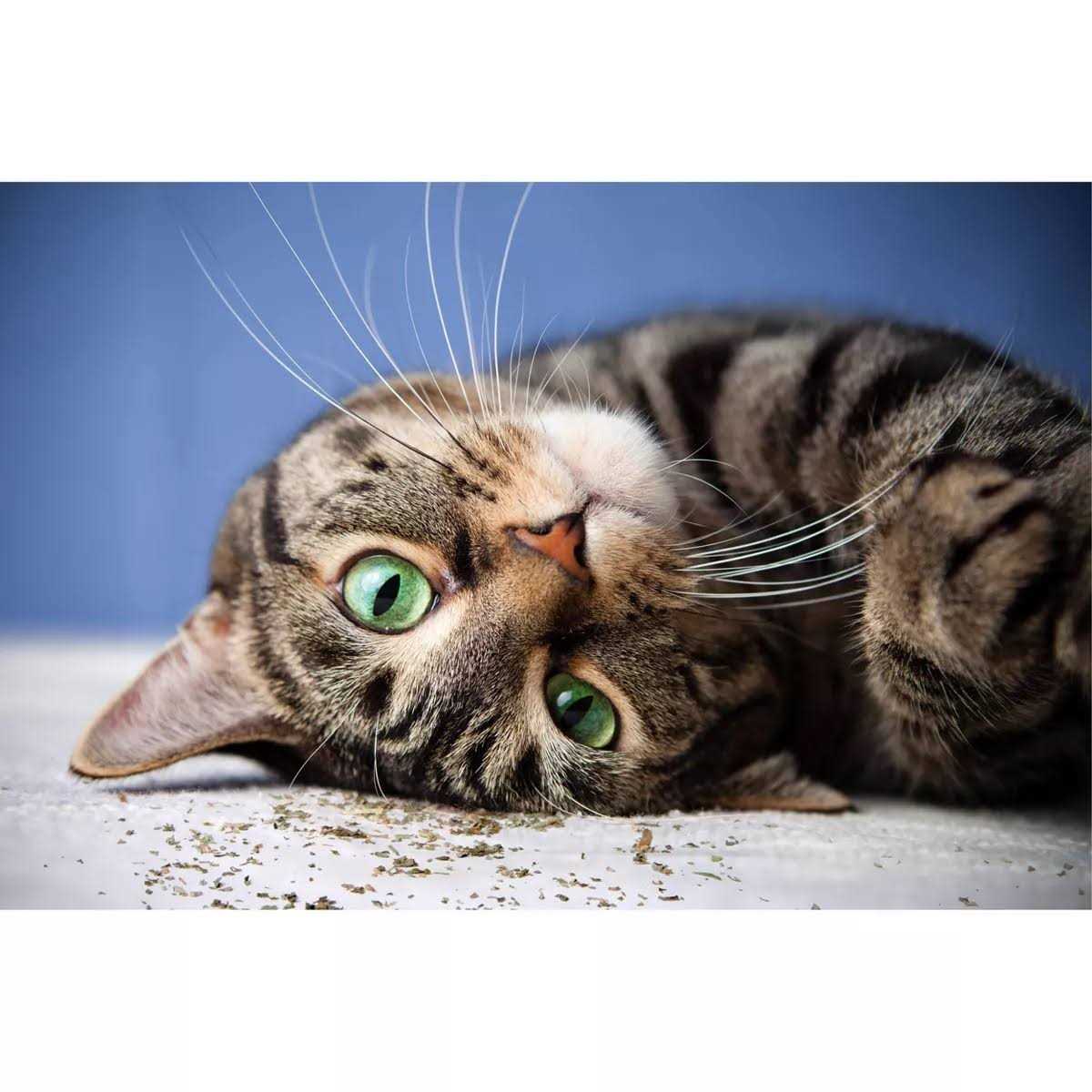Catnip with Silvervine U951