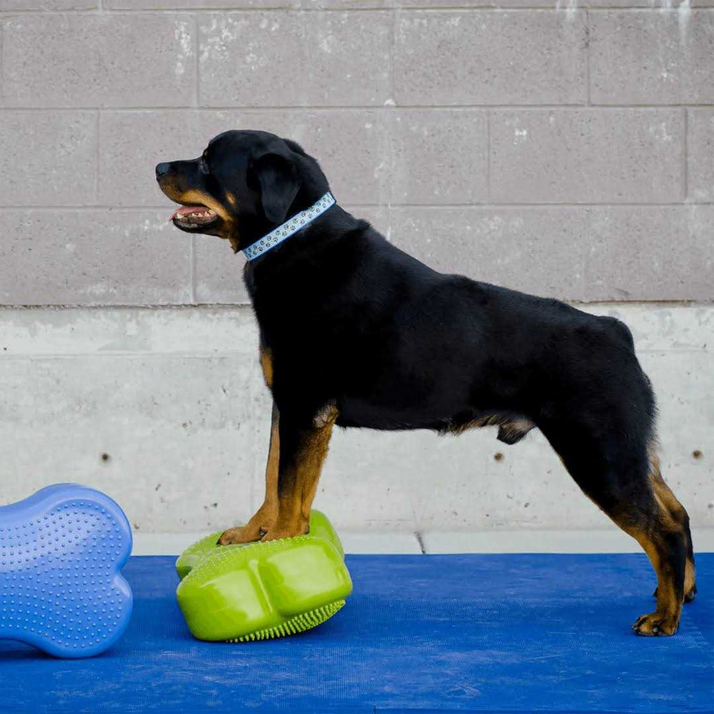 Agility Training W7860