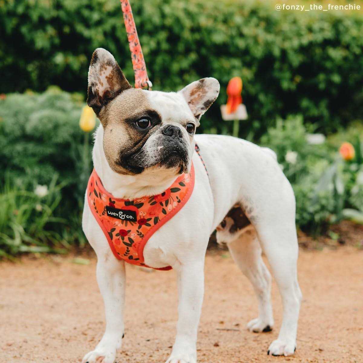 Leash L2422