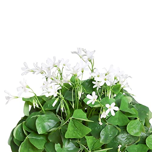 20 pack Oxalis Triangularis Plant Bulbs E8769