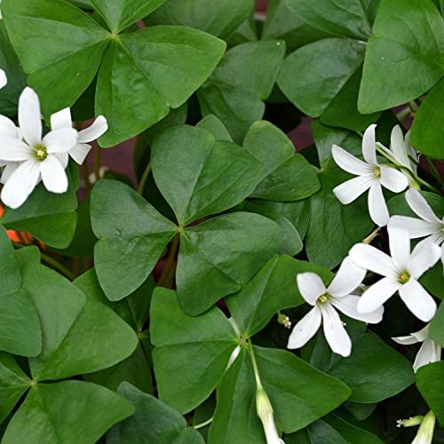 20 pack Oxalis Triangularis Plant Bulbs E8769