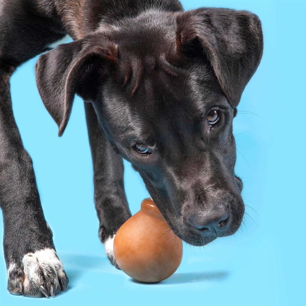 Super Chewer Dog Toy W8070