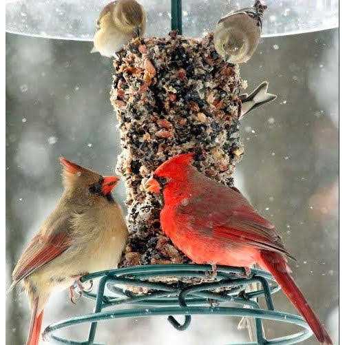 Wild Bird Feast Small Cylinder Y756234