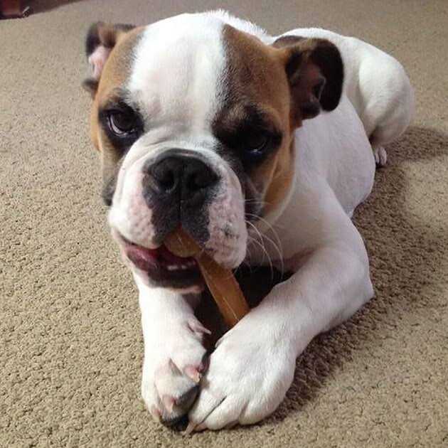 Dog Chew Bone A88943