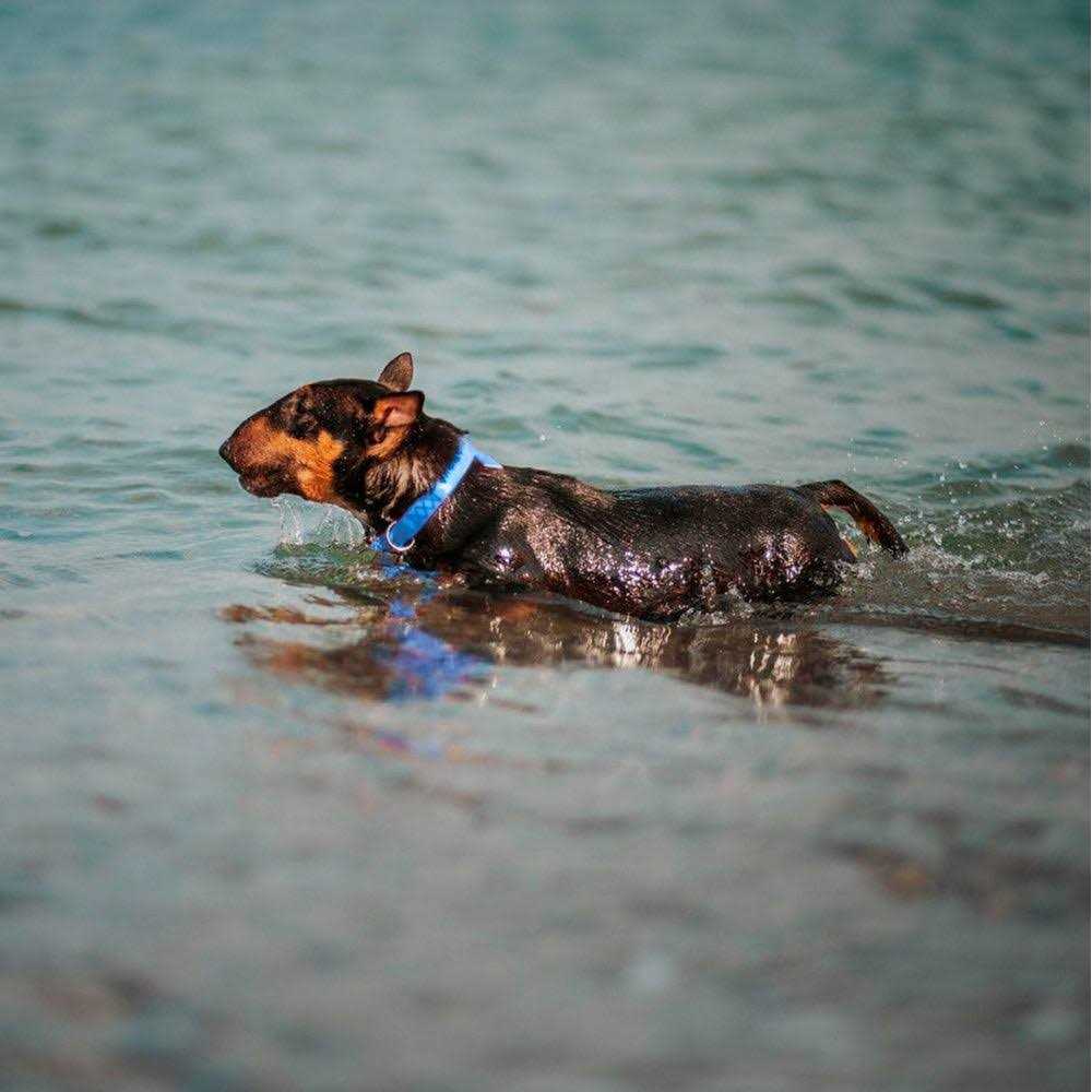 Waterproof Dog Collar I883608