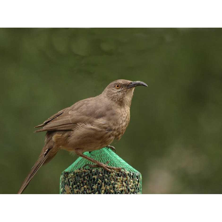 Wild Bird Feast Small Cylinder Y756234