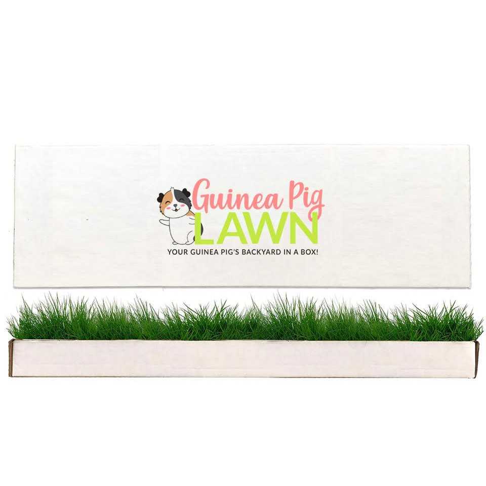 Guinea Pig Lawn A9627
